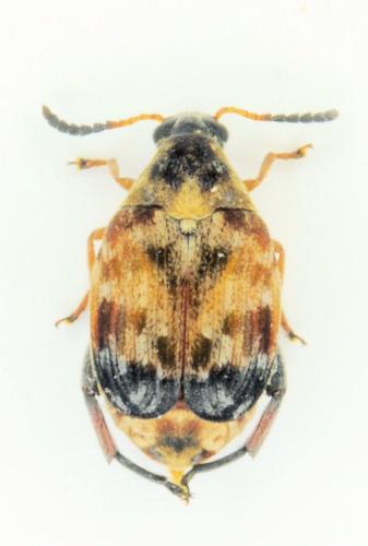 Megabruchidius tonkineus